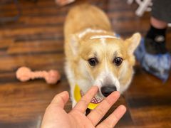 -豆柴町-柴犬主题狗咖(红鼎国际C座店)