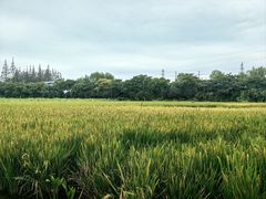 -上海长兴岛郊野公园