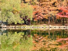 -上海共青森林公园