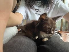 -楼上猫咖(罗湖店)