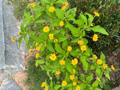 -东莞植物园