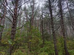 -帽儿山国家森林公园