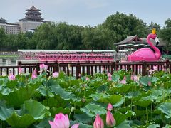 -莲花池公园