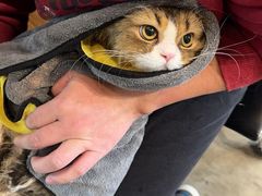 -PETKIT小佩宠物·低压洗护(国顺东路店)