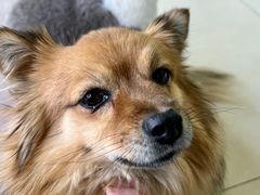 -圣宠动物医院·犬猫专科·影像中心·外科中心