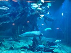 -华夏文旅海洋公园