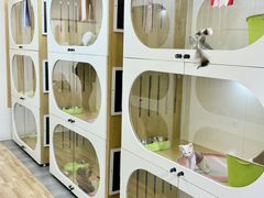 -青奢宠物·青奢猫舍