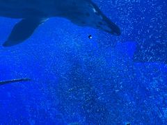 -海合安武汉极地海洋公园