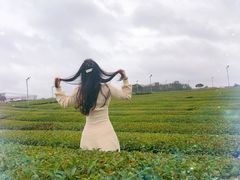 -雪绿茶博物馆