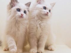 -十年猫舍·猫咪专门店(普陀店)
