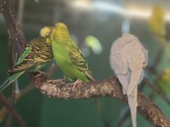 -上海大自然野生昆虫馆(东方明珠·爬宠昆虫探索中心)