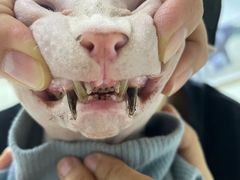 -美联众合动物医院·24h转诊中心