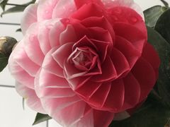 -三圣花乡旅游区