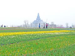 -荷兰花海