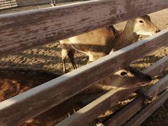 -安德鲁户外烧烤帐篷营地(马泉营店)