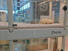 -翊宠yipet猫狗购宠庄园