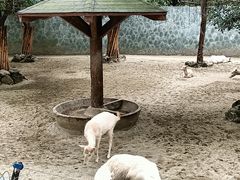 -成都动物园