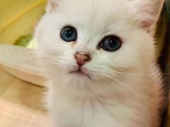 -BABIT巴比特宠物(MOMOPARK店)