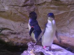 -悉尼海洋生物水族馆