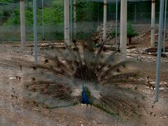 -大连天门山国家森林公园