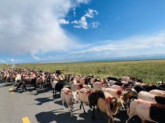 -青海湖国家重点风景名胜区