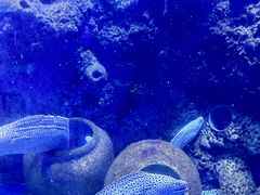 -石家庄海洋公园