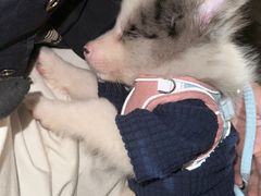 -翊宠yipet猫狗购宠庄园犬舍•猫舍