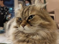 -猫儿山۰猫主题餐厅
