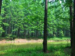 -黄海国家森林公园