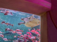 -亚龙湾海底世界