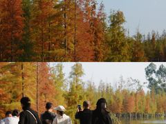 -白鹭湾湿地公园