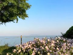 -贡湖湾湿地公园
