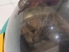-艾贝尔宠物医院·24H转诊中心·肿瘤猫专科(江宁双龙店)