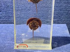 -重庆自然博物馆(新馆)