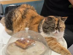 -滚猫咖啡·猫咖·猫友好撸猫(未来城店)