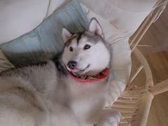 -Husky Go! 哈士奇体验馆·宠物咖啡厅狗咖