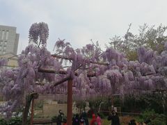 -嘉定紫藤园