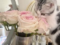 -小猫来了·猫舍(红山六九七九店)
