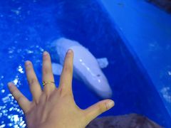 -海合安青岛极地海洋公园