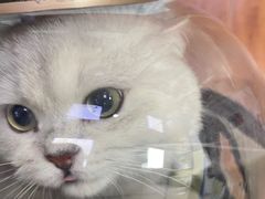 -清真·白记年糕(牛街北口店)