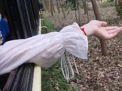 -合肥滨湖国家森林公园