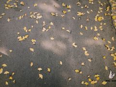 -八大关景区
