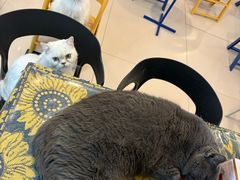 -平行世界·猫咖(首经贸店)