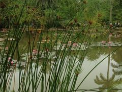 -西双版纳原始森林公园