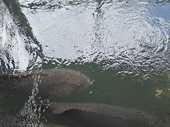 -蓝湾碧波·老字号·疍家非遗海上餐厅