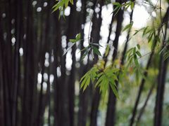 -望江楼公园