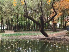 -上海共青森林公园