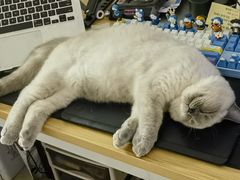 -袖虎·猫馆(体育西路店)