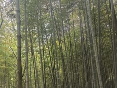 -上海佘山国家森林公园天马山园