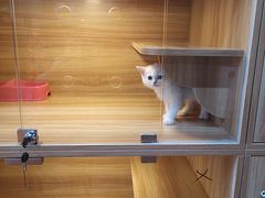 -猫十亿·布偶金渐层·曼基康矮脚猫舍(青年路店)